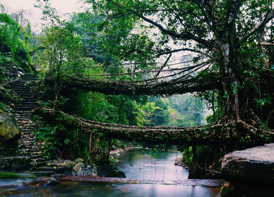 Double Decker Root Bridge 